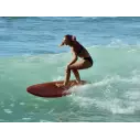 Tabla de surf Channel Island Black and White