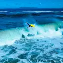 Bodyboard Orgoglio Realest NRG+SNPP