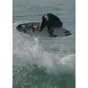 Planche de surf Channel Island Black and White