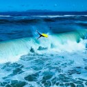 Bodyboard Orgoglio Realest NRG+SNPP